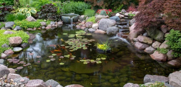Pond_101-768x368-1 (1)