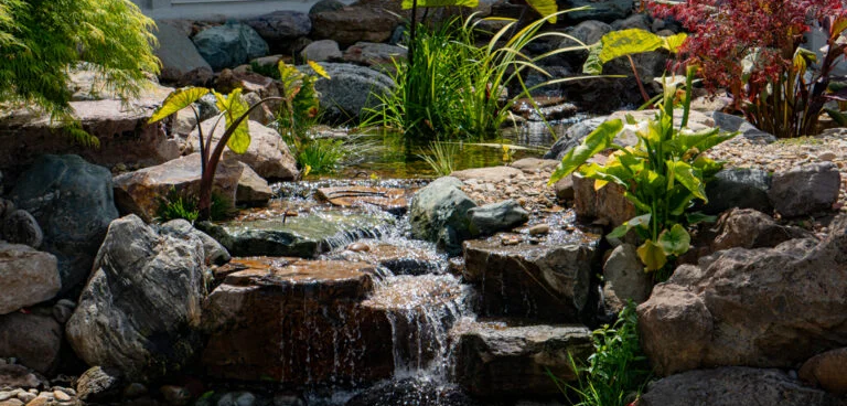 Pond_101-768x368-1
