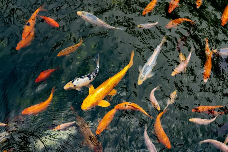 fish-nice
